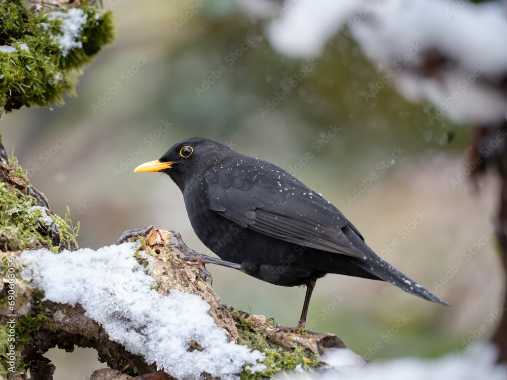 Amsel (Turdus merula) Amsel (Turdus merula)