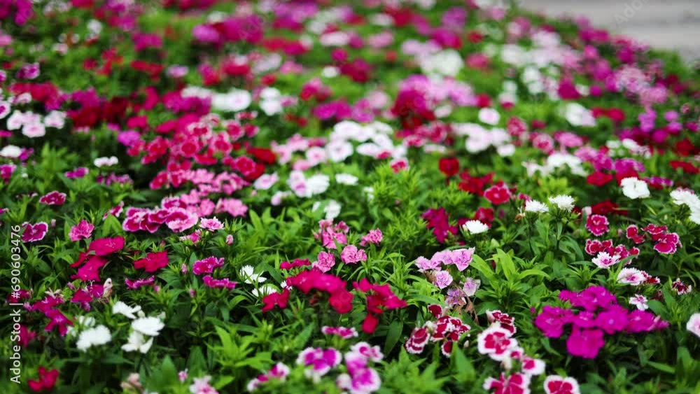 Close up of some Dianthus Chinensis, flowers growing in garden. Close up of some Dianthus Chinensis, flowers growing in garden.