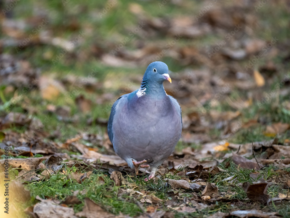 Ringeltaube (Columba palumbus) Ringeltaube (Columba palumbus)