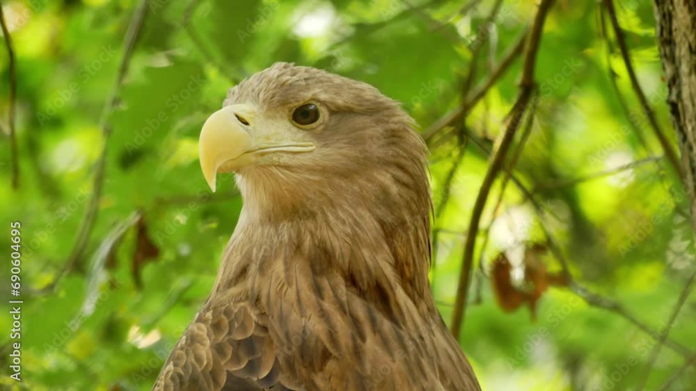 White-tailed sea eagle perched on a tree branch in the aviary located in the Wolin National Park, Poland