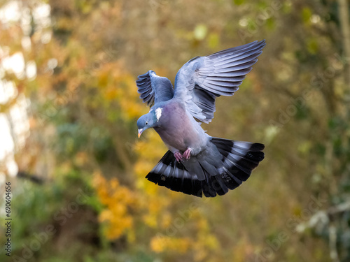 Ringeltaube (Columba palumbus)