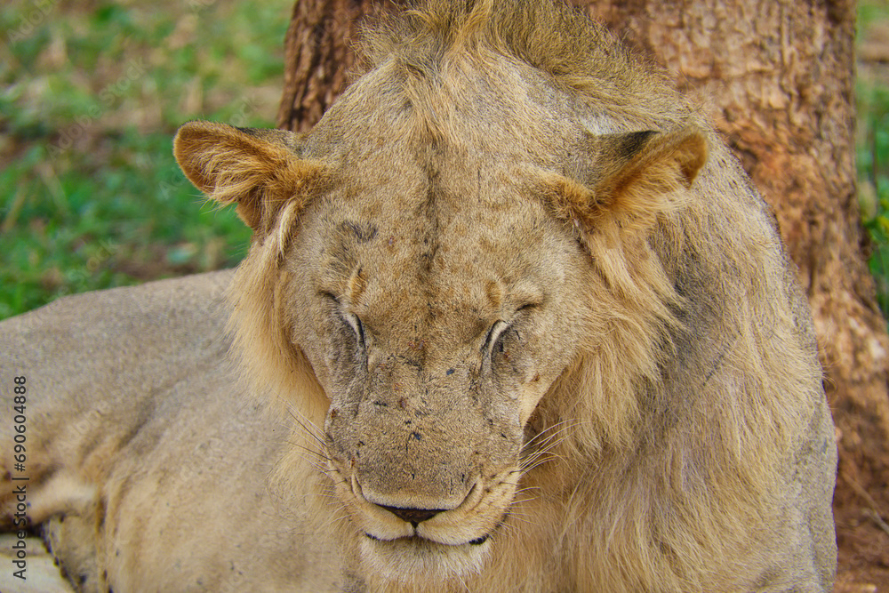 Fototapeta premium Löwen im Nationalpark Tsavo Ost und Tsavo West