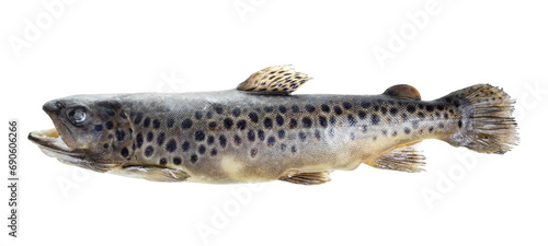 frozen brown trout isolated on white
