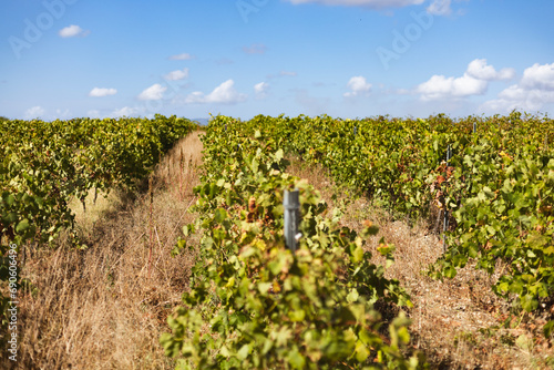 Vineyard and ripe red grapes in Sicily, Marsala