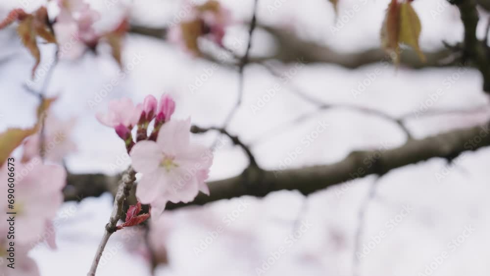 Slow motion of sakura cherry blossom in spring on a cloudy day Slow motion of sakura cherry blossom in spring on a cloudy day
