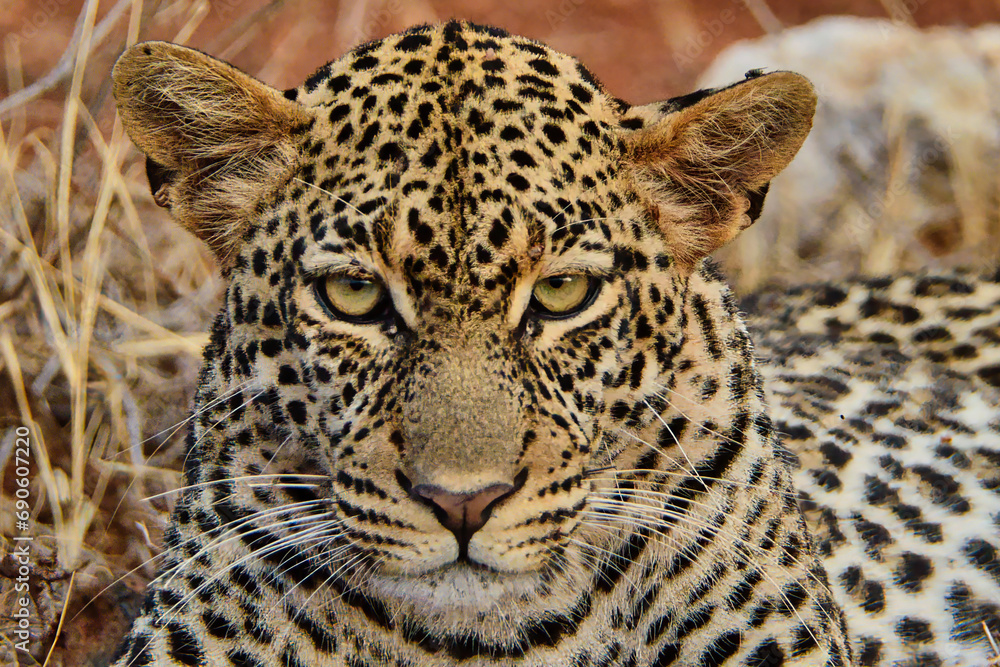 Fototapeta premium Leopard in der Savanne im Nationalpark Tsavo Ost und Tsavo West