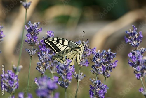 Old World Swallowtail or common yellow swallowtail (Papilio machaon) sitting on lavender in Zurich, Switzerland photo