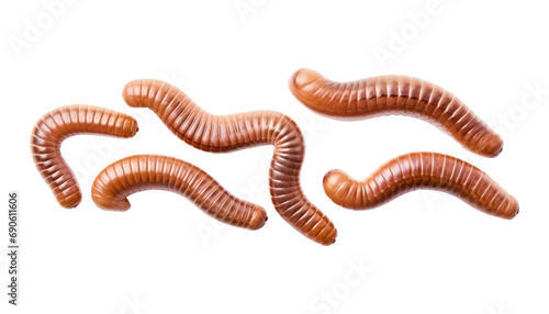 earth worms isolated on transparent background cutout