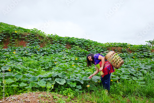 Asian woman wearing hill tribe clothing with wicker basket is smiling in pumpkins agriculture farm on mountain. She is traveler and farming for culture life in Chiangmai Province, Thailand