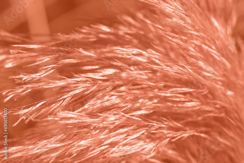 Herb Cortaderia close up in peach fuzz color. 2024 color concept.
