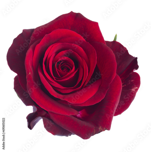 one dark  red rose