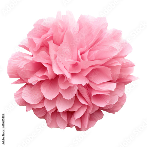 Pink flower on isolated background