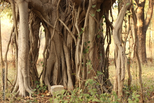 Shot of the branches and roots of the banyan tree growing old on the ground, bargad ka ped, upper part