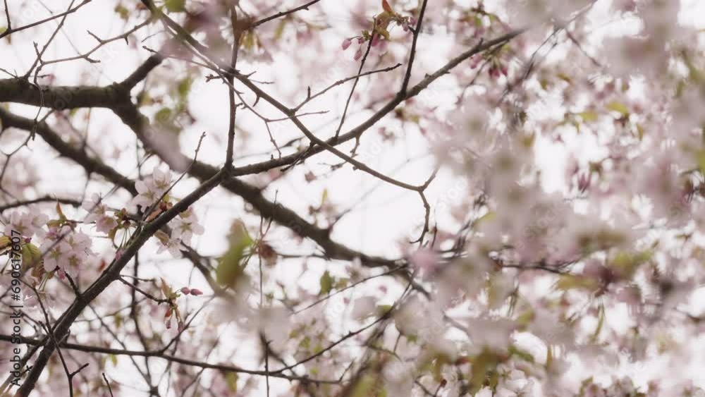 Slow motion of sakura cherry blossom in spring on a cloudy day Slow motion of sakura cherry blossom in spring on a cloudy day