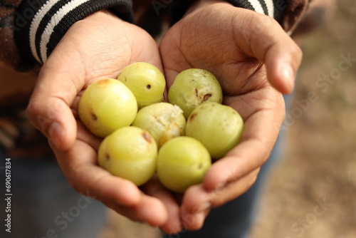 Bunch of Indian Gooseberry or Amla in the hands of an Indian boy in asymmetric pattern with selective focus