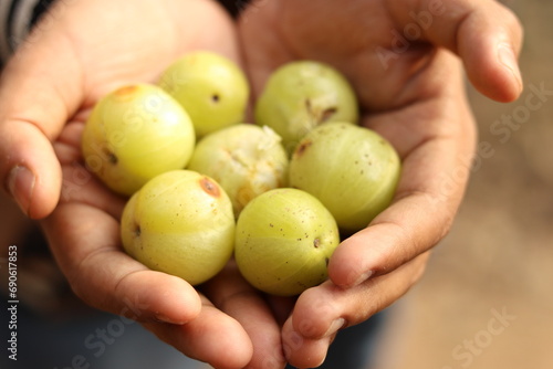 Bunch of Indian Gooseberry or Amla in the hands of an Indian boy in a symmetric pattern