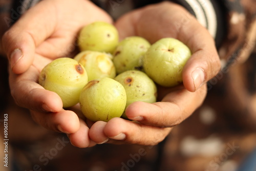 Bunch of Indian Gooseberry or Amla in the hands of an Indian boy
