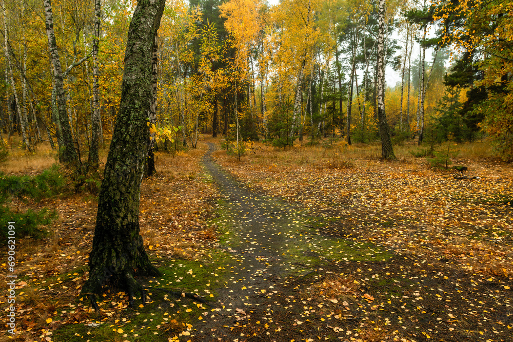 Old park. The trees are painted in autumn colors. Beauty of nature. Hiking. Walks in the open air.