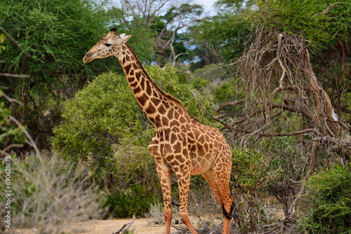 Giraffen im Nationalpark Tsavo Ost  Tsavo West und Amboseli in Kenia