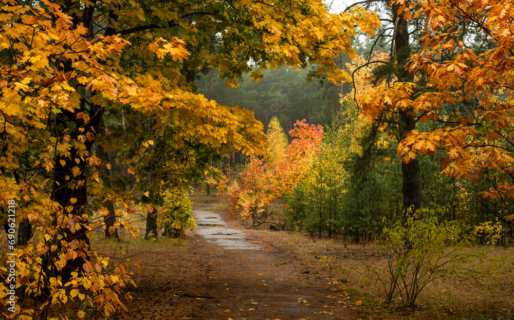 Obraz premium Old park. The trees are painted in autumn colors. Beauty of nature. Hiking. Walks in the open air.