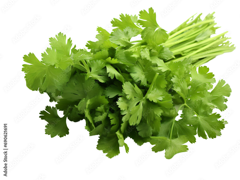 Fresh Coriander Leaves, isolated on a transparent or white background Fresh Coriander Leaves, isolated on a transparent or white background