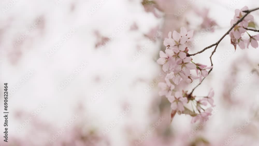 Slow motion of sakura cherry blossom in spring on a cloudy day Slow motion of sakura cherry blossom in spring on a cloudy day