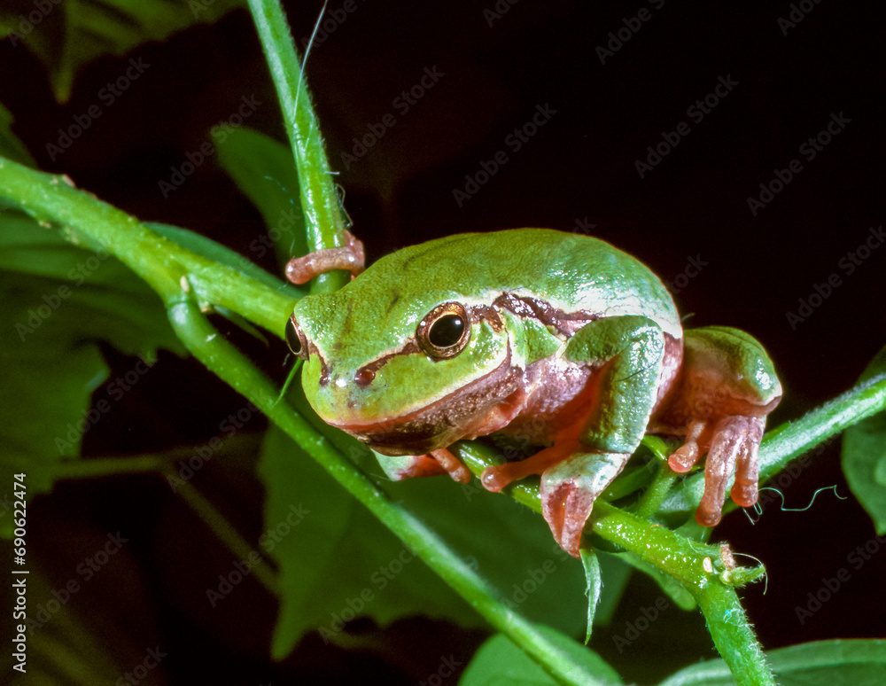 European tree frog (Hyla arborea), tree frog on green leaves