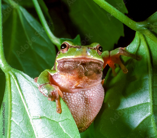 European tree frog (Hyla arborea), tree frog on green leaves