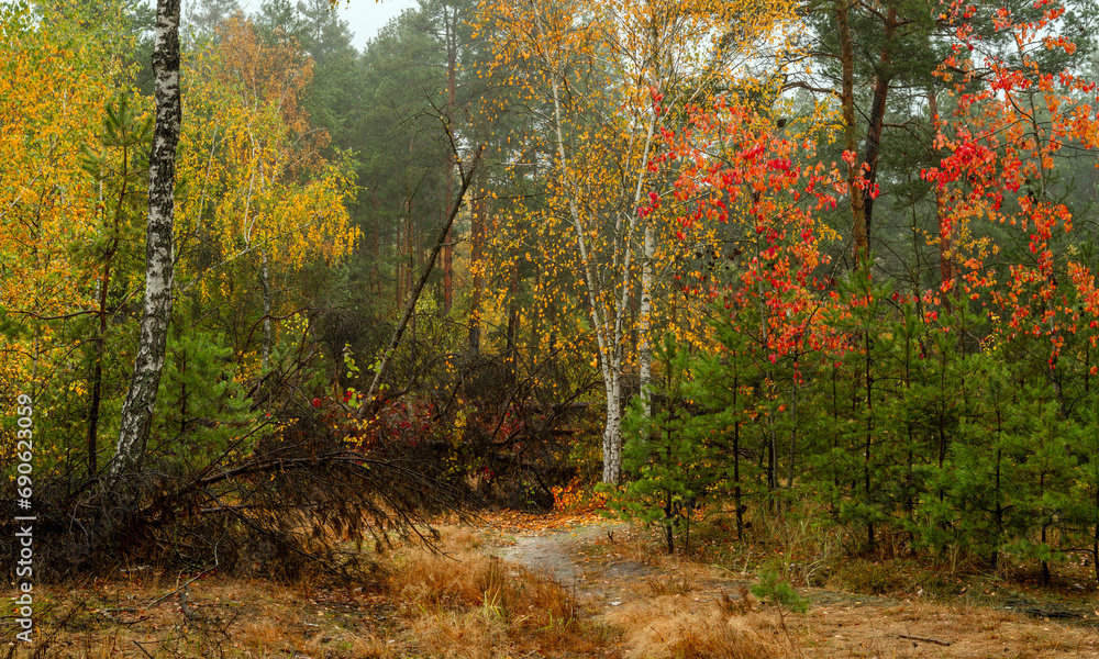Obraz premium Old park. The trees are painted in autumn colors. Beauty of nature. Hiking. Walks in the open air.