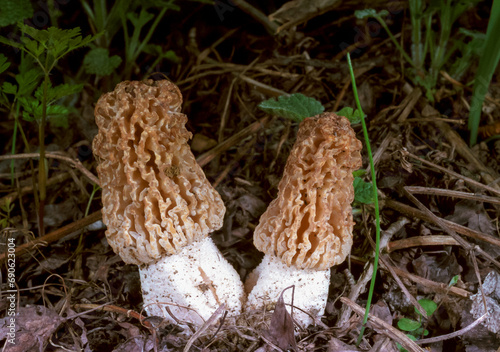 Verpa bohemica Morchella sp. - two young edible mushrooms in the steppe photo