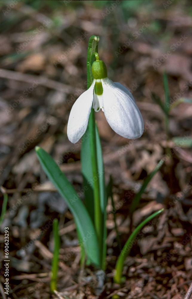 Fototapeta premium Galanthus elwesii (Elwes's, greater snowdrop), medium shot of blooming snowdrops
