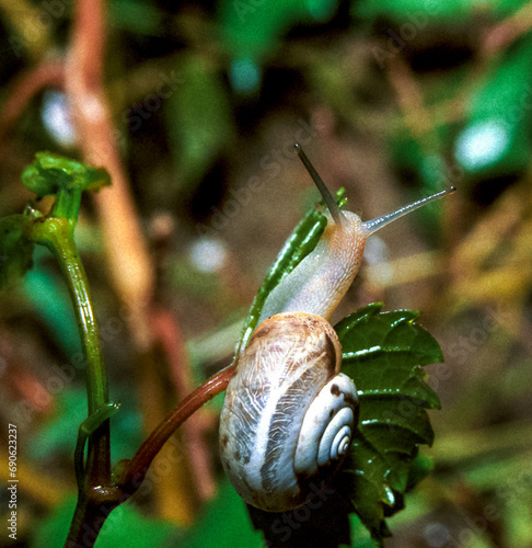 Monacha cartusiana - a mollusk crawls on green leaves in a garden photo