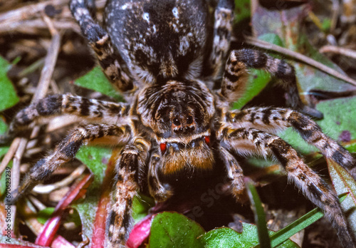 Lycosa singoriensis - a large spider living in vertical burrows in the ground