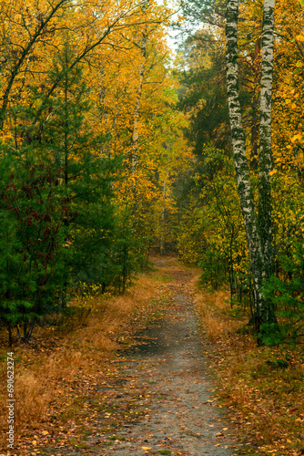 Old park. The trees are painted in autumn colors. Beauty of nature. Hiking. Walks in the open air. © Mykhailo