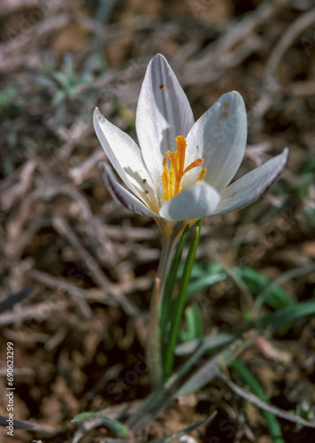 Ephemeral flowers, primroses in the wild (Crocus reticulatus). Rare view from the Red Book of Ukraine photo