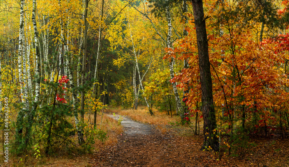 Obraz premium Old park. The trees are painted in autumn colors. Beauty of nature. Hiking. Walks in the open air.