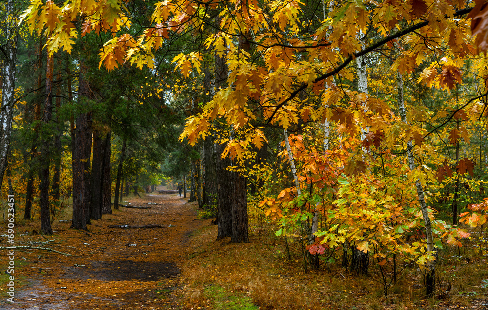 Old park. The trees are painted in autumn colors. Beauty of nature. Hiking. Walks in the open air.