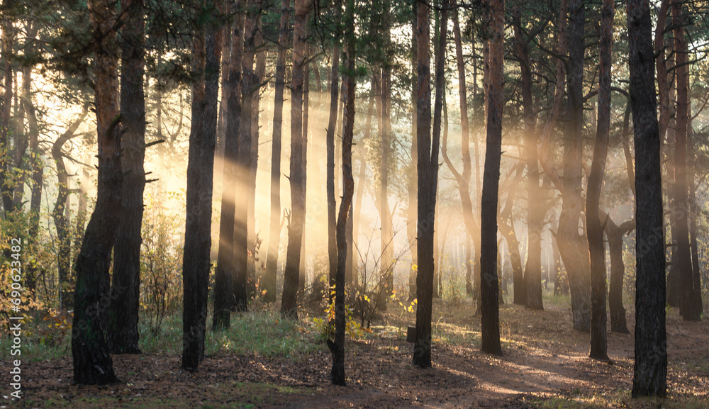 Obraz premium Sun rays play in the branches of trees. Autumn forest. Autumn colors. Morning. Walk in the woods.