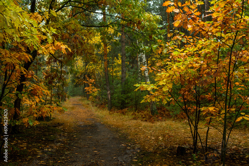 Old park. The trees are painted in autumn colors. Beauty of nature. Hiking. Walks in the open air. © Mykhailo