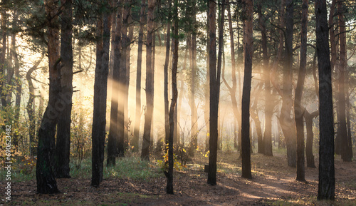 Sun rays play in the branches of trees. Autumn forest. Autumn colors. Morning. Walk in the woods.