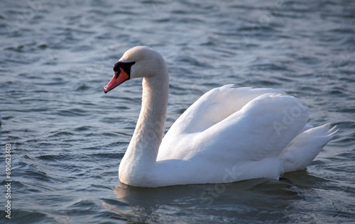 The mute swan (Cygnus olor), adult white swan in the sea in spring