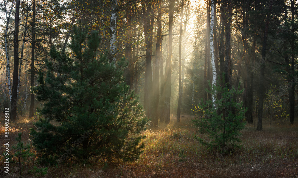 Fototapeta premium Sun rays play in the branches of trees. Autumn forest. Autumn colors. Morning. Walk in the woods.