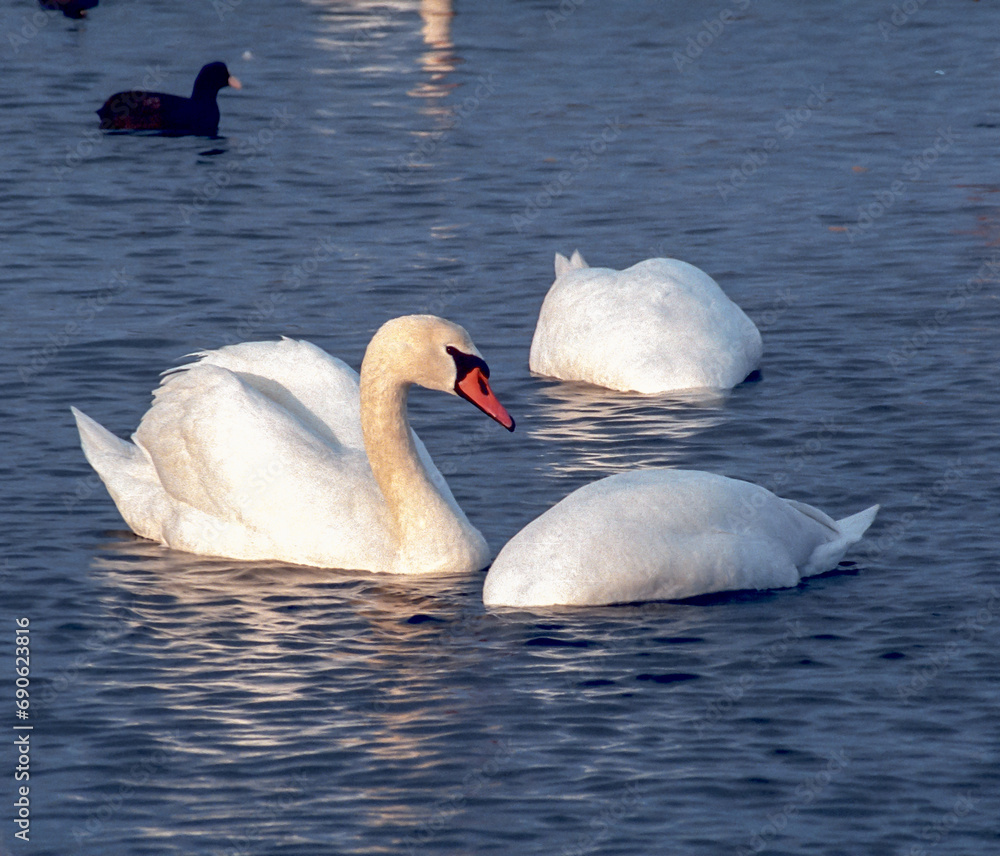 Fototapeta premium The mute swan (Cygnus olor), a group of adult white swans swim in the sea in spring