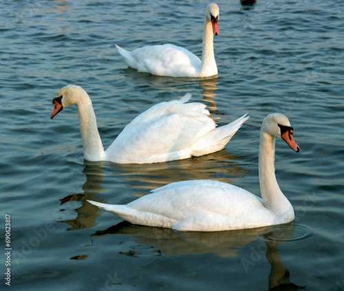 The mute swan  Cygnus olor   a group of adult white swans swim in the sea in spring