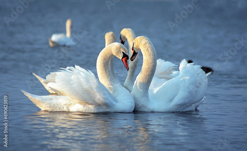 The mute swan (Cygnus olor), Two white swans court females in the spring