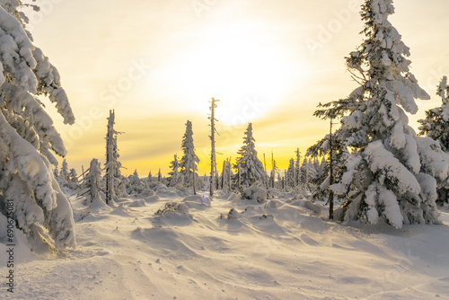 Fototapeta Naklejka Na Ścianę i Meble -  Zimowy, zmrożony, biały las pełen śniegu w górach w Karkonoszach, o zachodzie słońca
