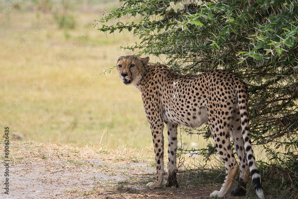 Obraz premium Gepard in der Savanne im Nationalpark Tsavo Ost und Tsavo West