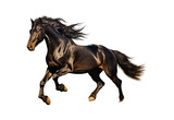 Running_horse_black_gold_closeup_sharp_full_body