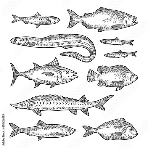 Whole fresh different types of fish. Tilapia, dorado, tuna, salmon, anchovy, eel, sardine, sturgeon, herring. Vector engraving