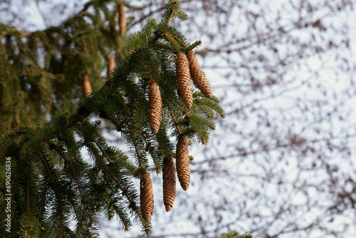 Fichtenzweige mit Zapfen im Wald photo
